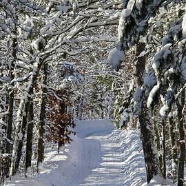 Winding Through the Woods on a Snowy Day by Ann Brown