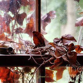Window Latch With Dead Vine by Robin Amaral