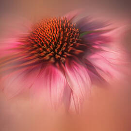 Windy Cone Flower by Terry Davis