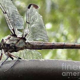 Wings up Dragon fly by Catherine Wilson