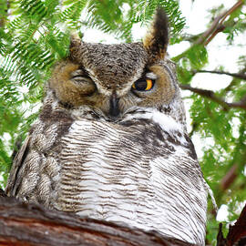 Winking Owl by Barbara Sophia Photography