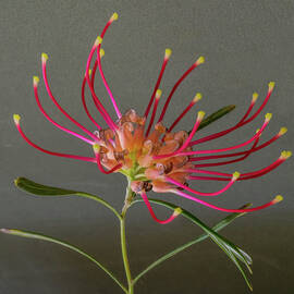 Winpara Ruby by Bette Devine