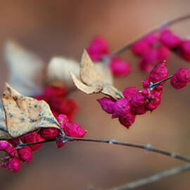 Winter Beauty Berries by Marilyn DeBlock