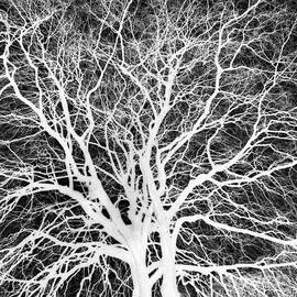 Winter beech, Bridlington, grayscale inverted by Paul Boizot