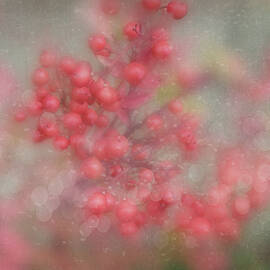 Winter Berries Beauty by Terry Davis