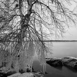 Winter dressed the birch bw by Jouko Lehto