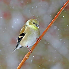 Winter Goldfinch On Vine by Debbie Oppermann