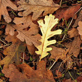 Winter leaf abstract by Jean Noren