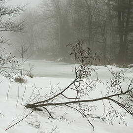 Winter Pond by Karol Livote
