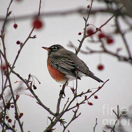 Winter Robin by Kelly Pennington