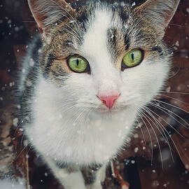 Winter season cat portrait by PsychoShadow ART