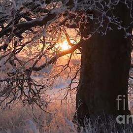Winter Sunset by Ann Pride
