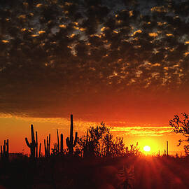 Winter Sunset Of the Sonoran by Saija Lehtonen
