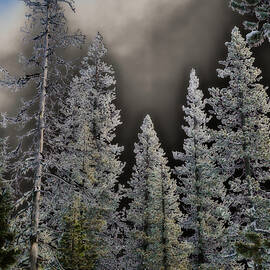 WInter Trees by Bruce Block