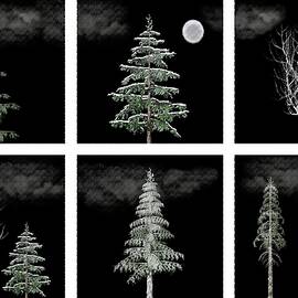 Winter Trees Hexaptych Clouds with Moon by David Dehner