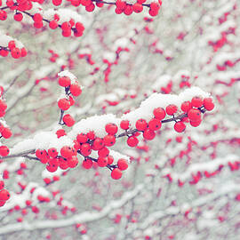 Winterberry In Winter by Kathi Mirto