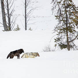Winter's Love by Julie Argyle