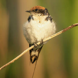 Wire-Tailed Swallow Botswana Africa by Joan Carroll