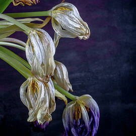 Withering Tulips by Sean Sweeney