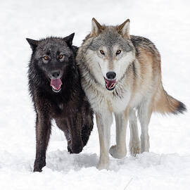 Wolves In Sync by Wes and Dotty Weber