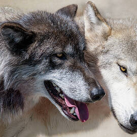 Wolves by Mary Hone