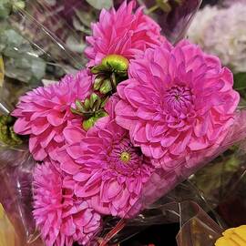 Wonderful Pink Dahlias by Charlotte Gray