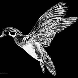 Wood Duck by Douglas Castleman