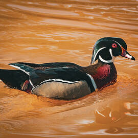 Wood Duck - Gentle Reflections by Chad Meyer