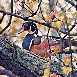 Wood Duck in Tree by Carmen Macuga