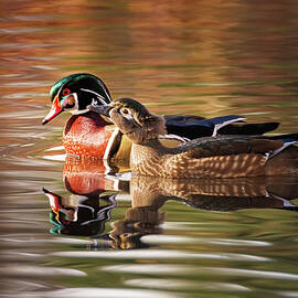 Wood Duck Nuzzle by Jean Noren