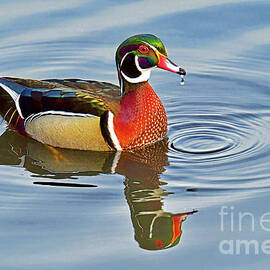 Wood Duck Pausing for a Drink by Regina Geoghan