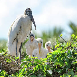 Wood Stork Family Portrait by Rebecca Herranen