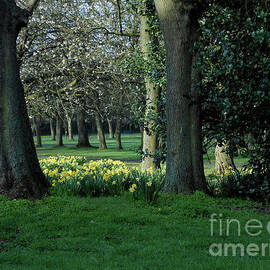 Wooded Area, West Park, South Shields by Kathryn Jones