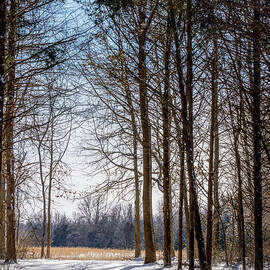 Wooded Hike In Snow by Jennifer White