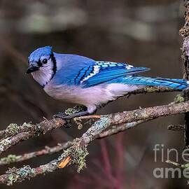 Woodland Blue Jay by Jennifer Jenson