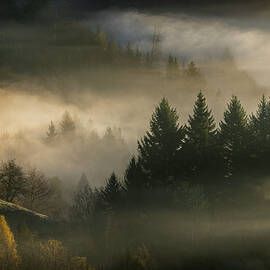 Woodland dream by Piotr Skrzypiec