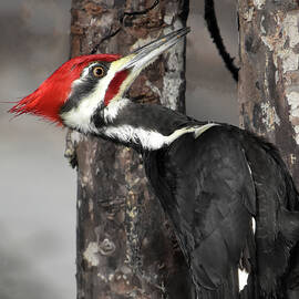 Woodpecker Closeup by Greta Foose