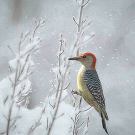 Woodpecker Winter Storm  by Mary Lynn Giacomini