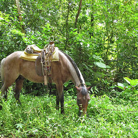 Working Horse in the Tuxtlas by Lorena Cassady