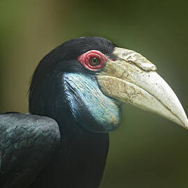 Wreathed Hornbill Malaysia Female by Tim Fitzharris