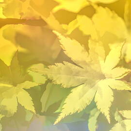 Yellow Acer Leaves by Mo Barton