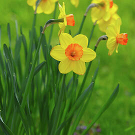 Yellow and Orange Daffodils by Marlin and Laura Hum