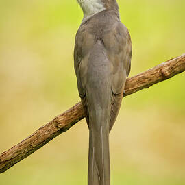 Yellow-billed Cuckoo Profile by Jurgen Lorenzen
