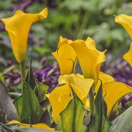 Yellow Calla Lily Flowers in a Garden