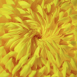 Yellow Chrysanthemum