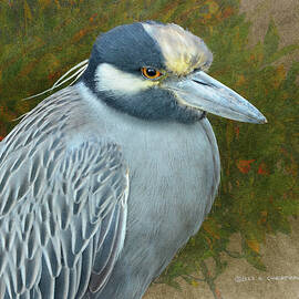 Yellow-crowned Night Heron And Mangrove by R christopher Vest