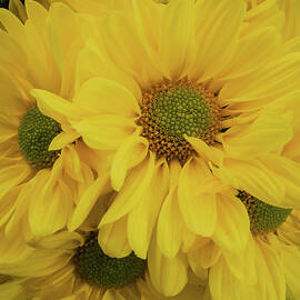 Yellow Daisies