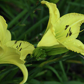 Yellow Daylily Magic by Robert Tubesing