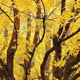 Yellow Fall Foliage by Rick Davis