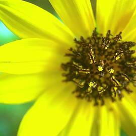 Yellow Flower by Jason Tompkins